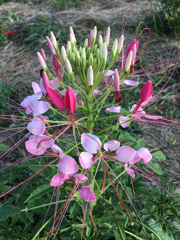 Cleome Spider Flower 30pk