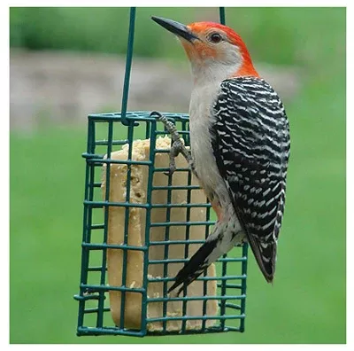 Durable Metal Suet Cage Bird Feeder For Outdoor Gardens