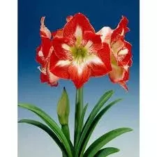 Netherland Bulb Minerva Amaryllis Indoor Flower Boxed Kit