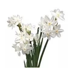 Netherland Bulb Paper White Narcissus Indoor Flower Boxed Kit