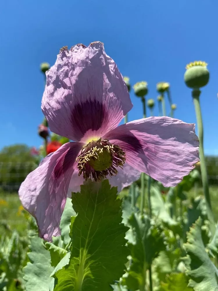 *poppy Pepperbox
