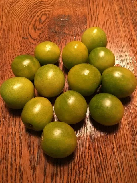Tomato Green Doctor 25pk