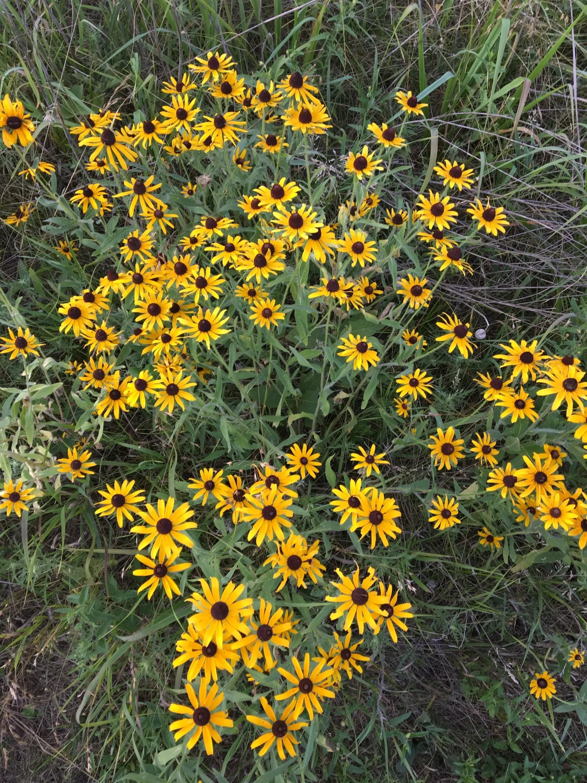 *wild Black-eyed Susan