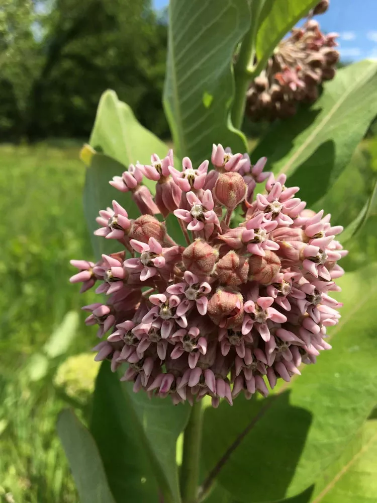 *wild Comon Milkweed 50pk