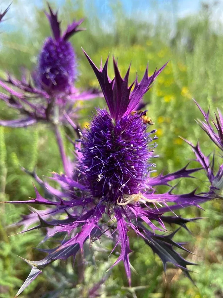 *wild Eryngo Leavenworth