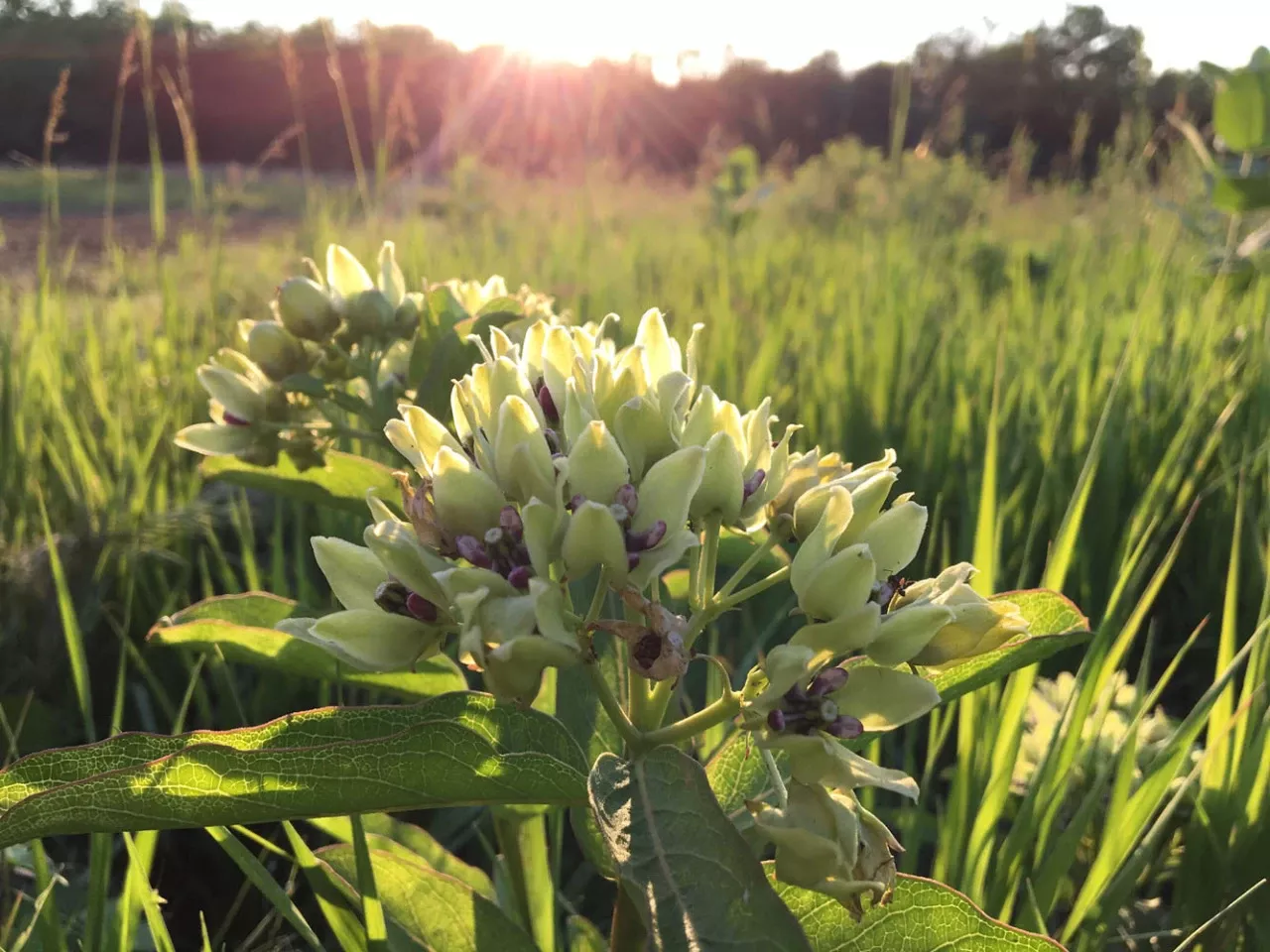 *wild Spider Milkweed20pk