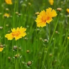 *wildflower Coreopsis50pk