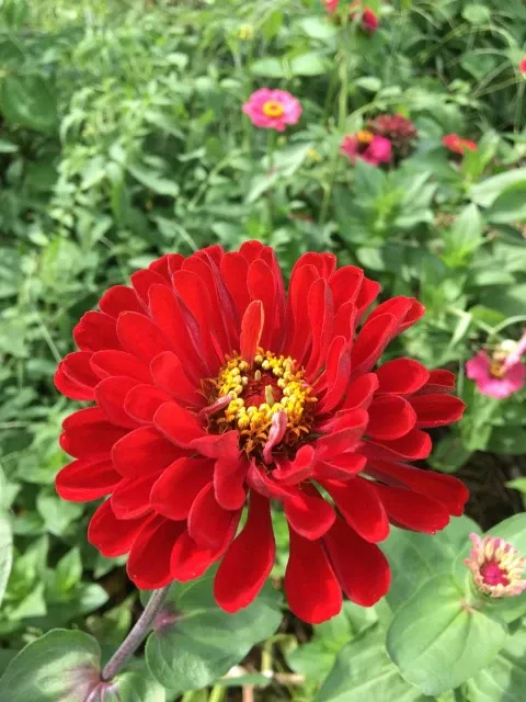 Zinnias Big Flower 50pk
