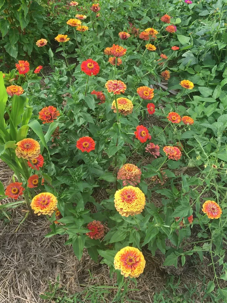 Zinnias Montice Peruviana